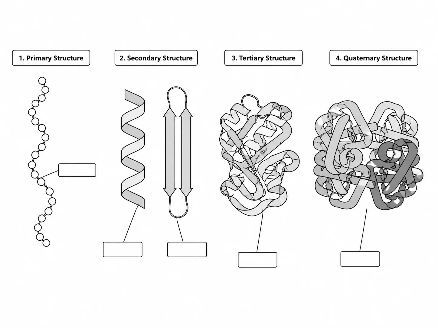 Blank unlabeled diagram of all four levels of protein structure for student worksheets.