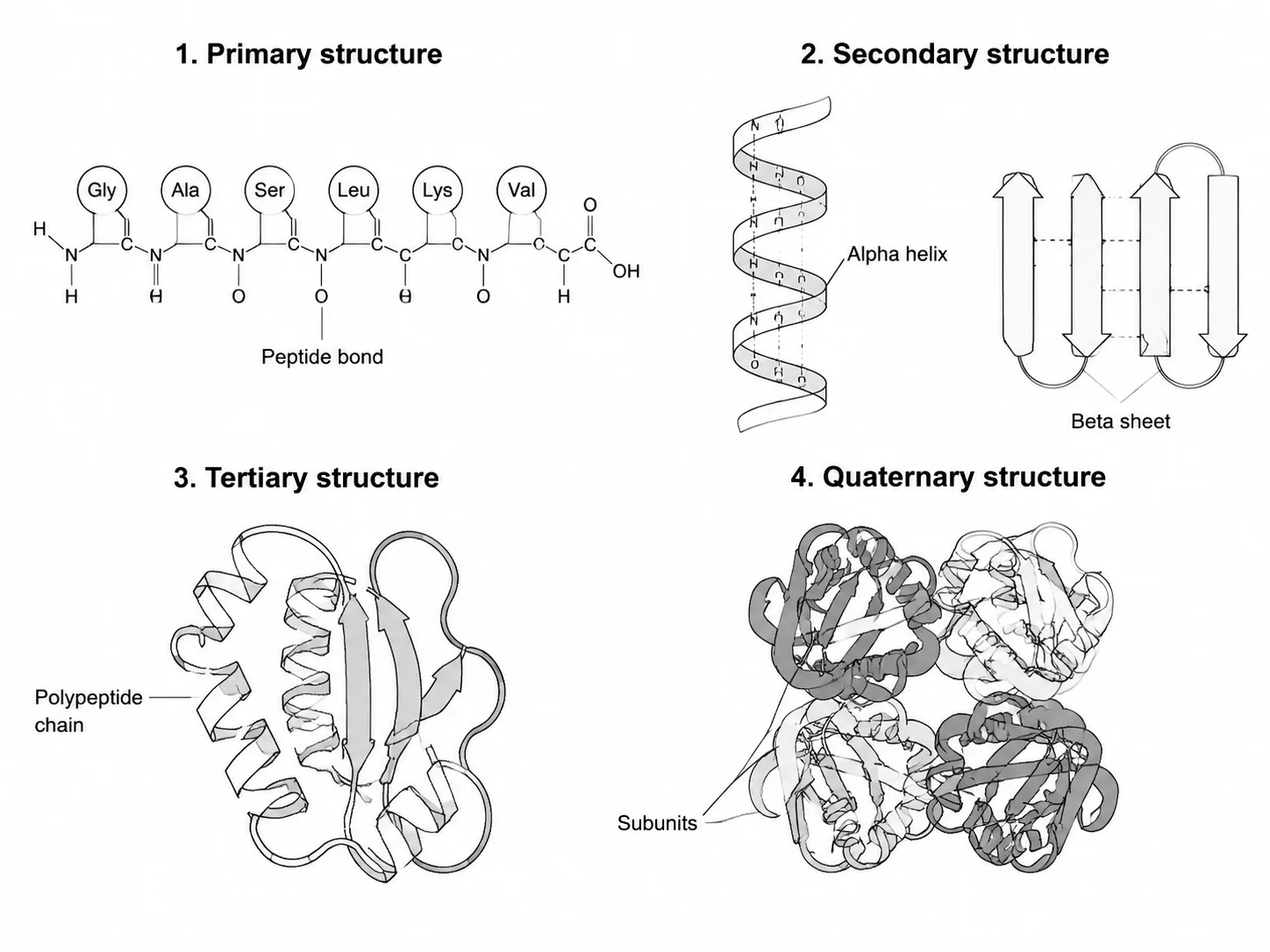 Overview diagram showing all four levels of protein structure: primary, secondary, tertiary, and quaternary.