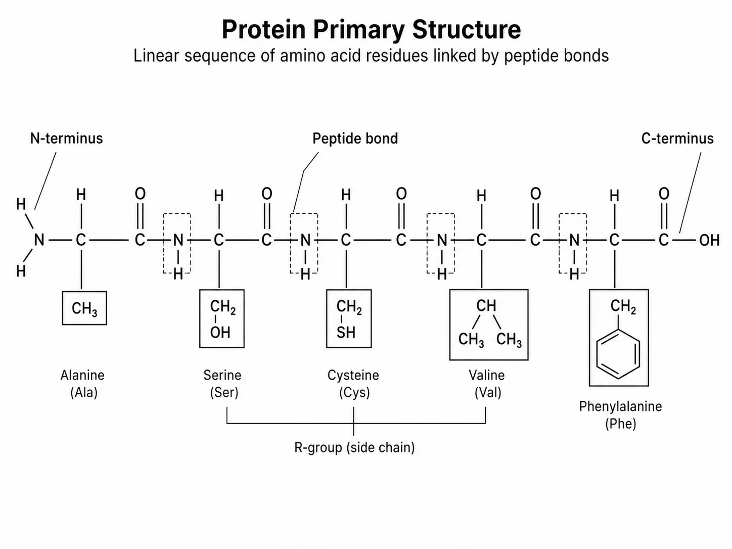 Labeled diagram of protein primary structure showing a chain of amino acids linked by peptide bonds.