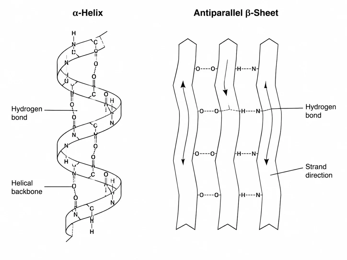 Side-by-side labeled diagram of alpha helix and beta sheet secondary structures.