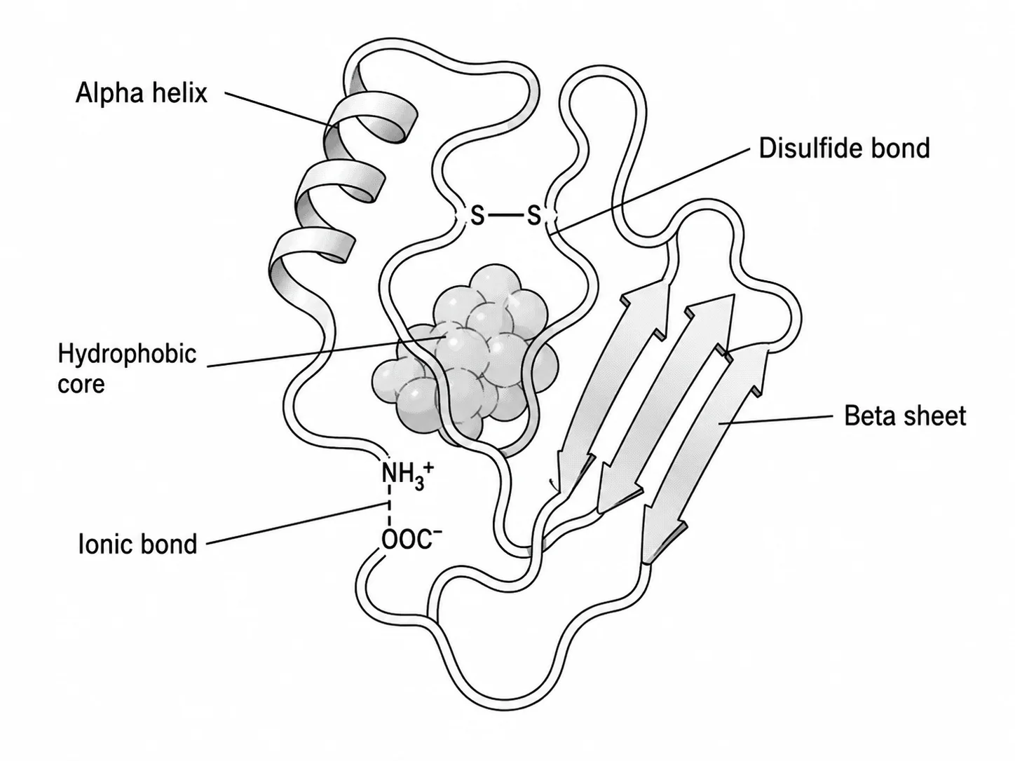 Labeled diagram of protein tertiary structure showing a fully folded polypeptide chain.