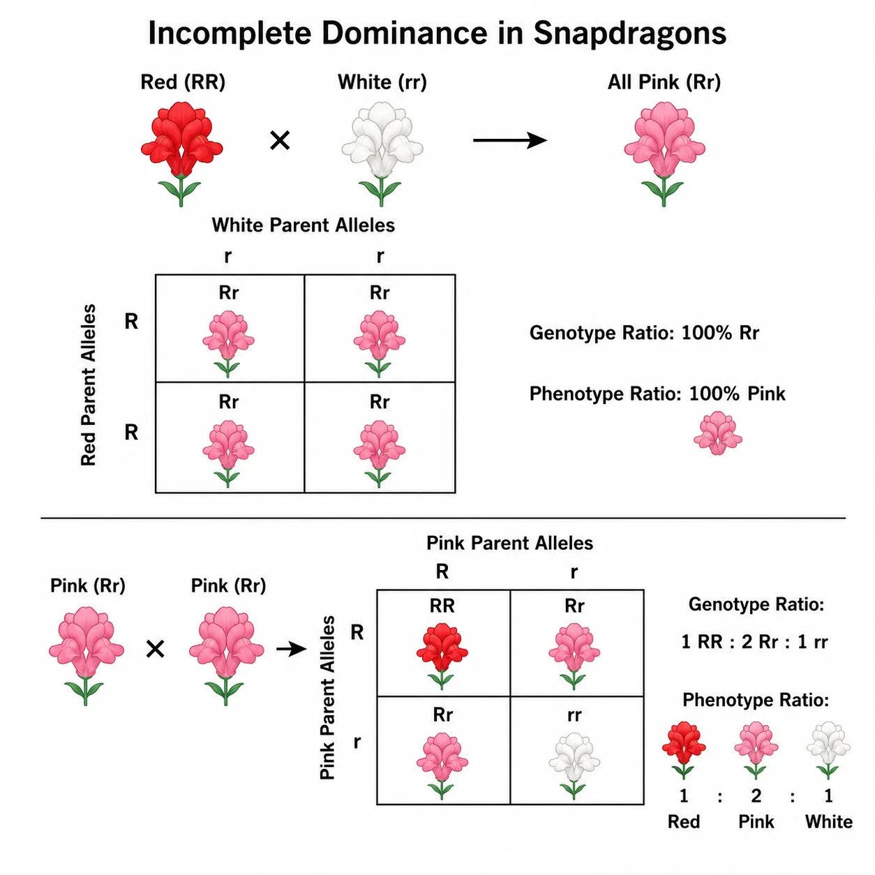 Punnett square for incomplete dominance in flower color.