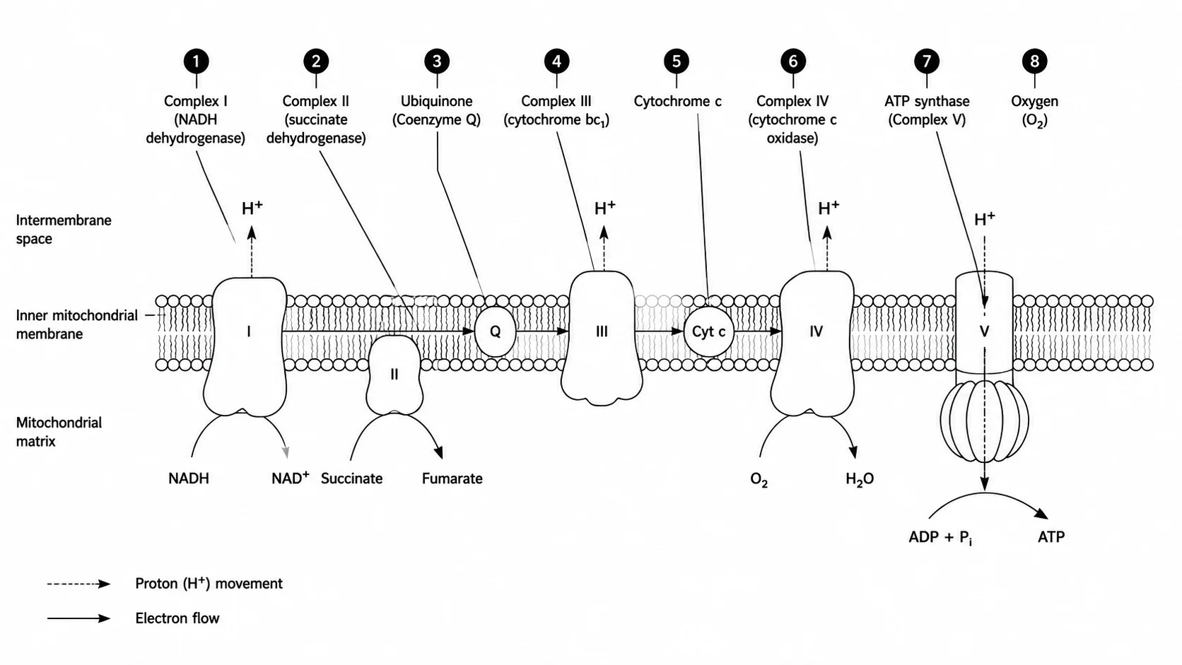 Block-level system schematic showing major functional blocks connected with signal flow arrows.