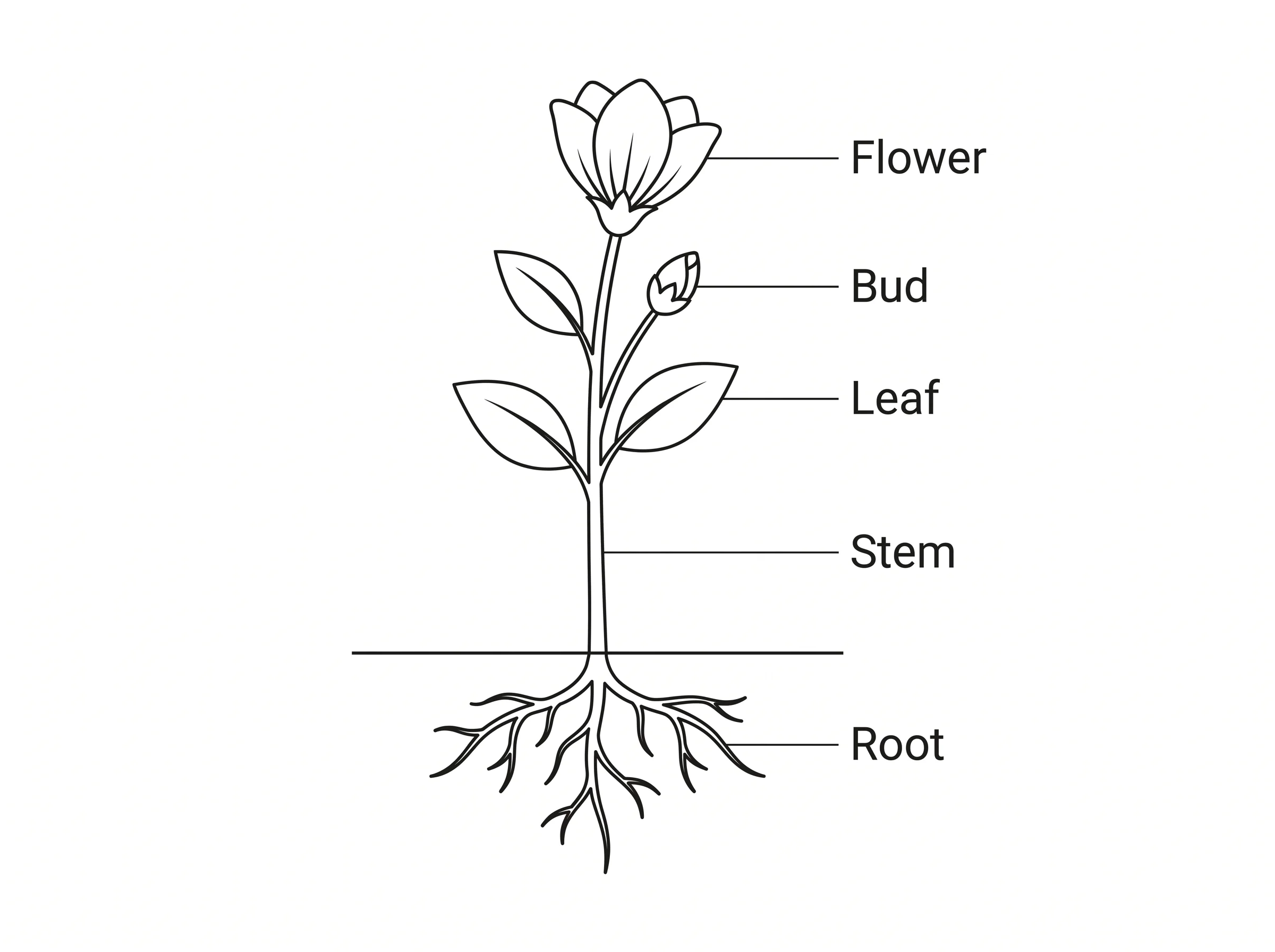 A simple hand-drawn style labeled scientific sketch of a flower for notebook use.