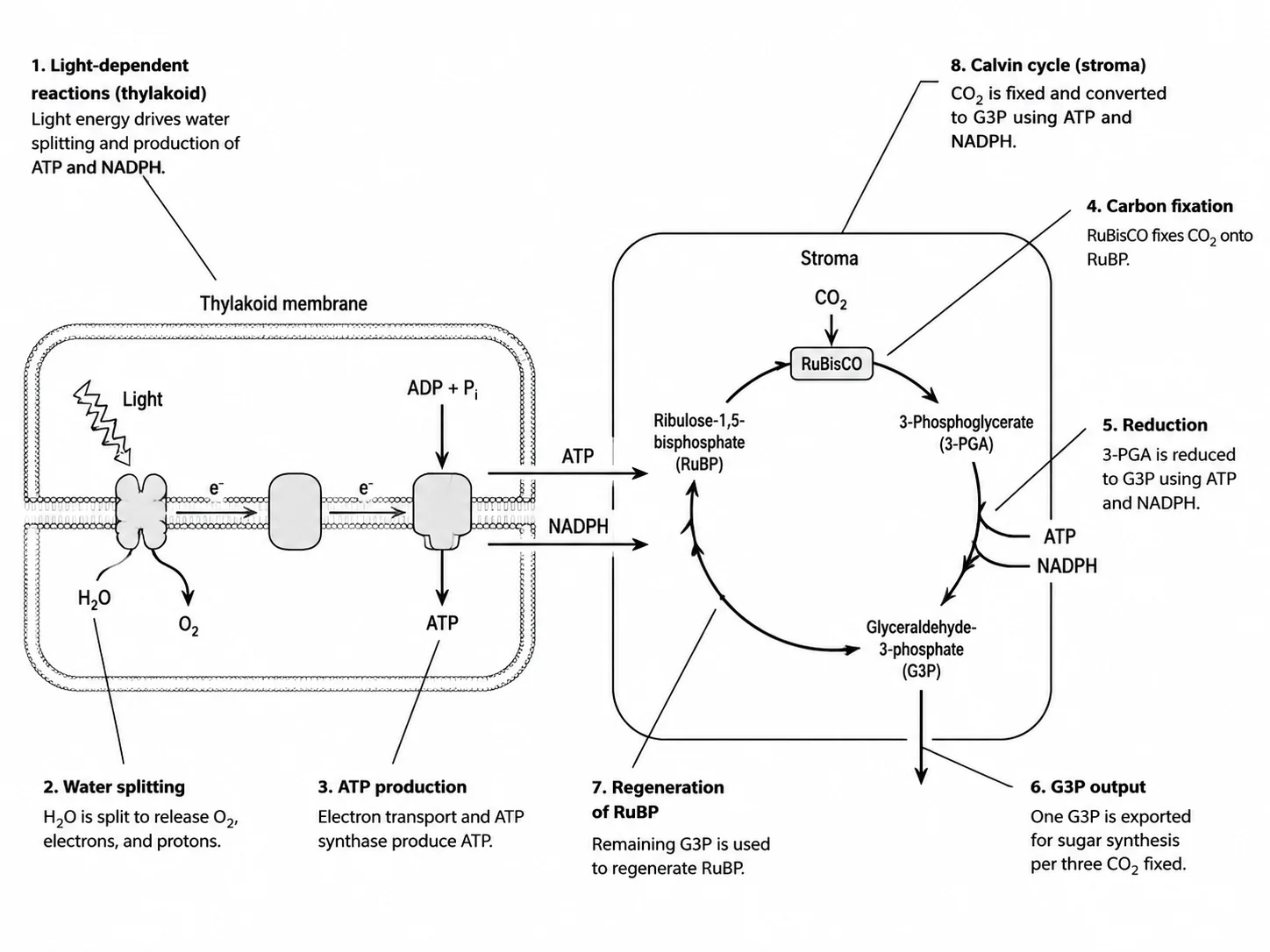 Labeled research-quality diagram of photosynthesis showing light and dark reactions.