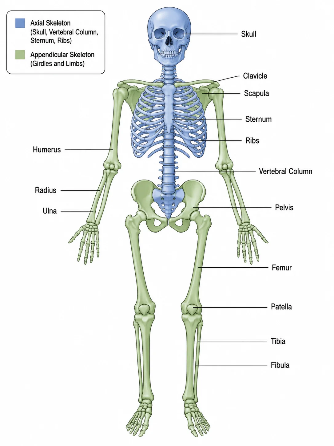 A skeletal system diagram with the axial skeleton and appendicular skeleton shown in different colors.