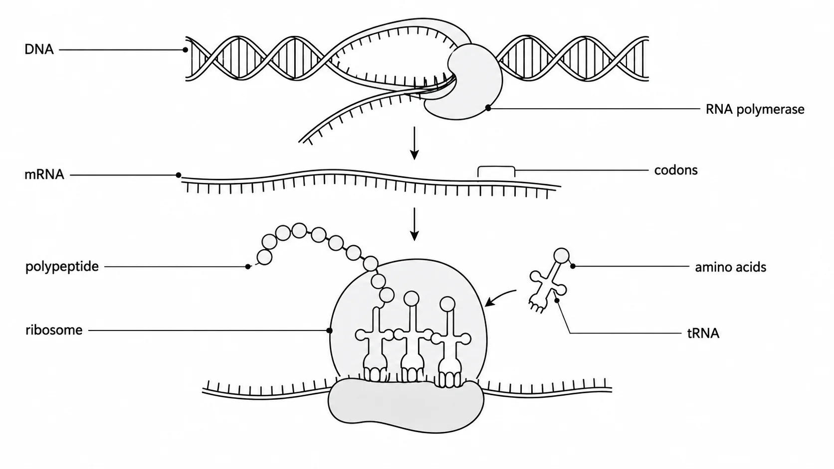 Blank unlabeled protein synthesis diagram for students to fill in as a biology worksheet.