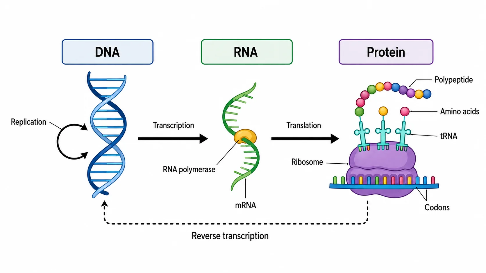 Central dogma diagram showing the flow of genetic information from DNA to RNA to protein.