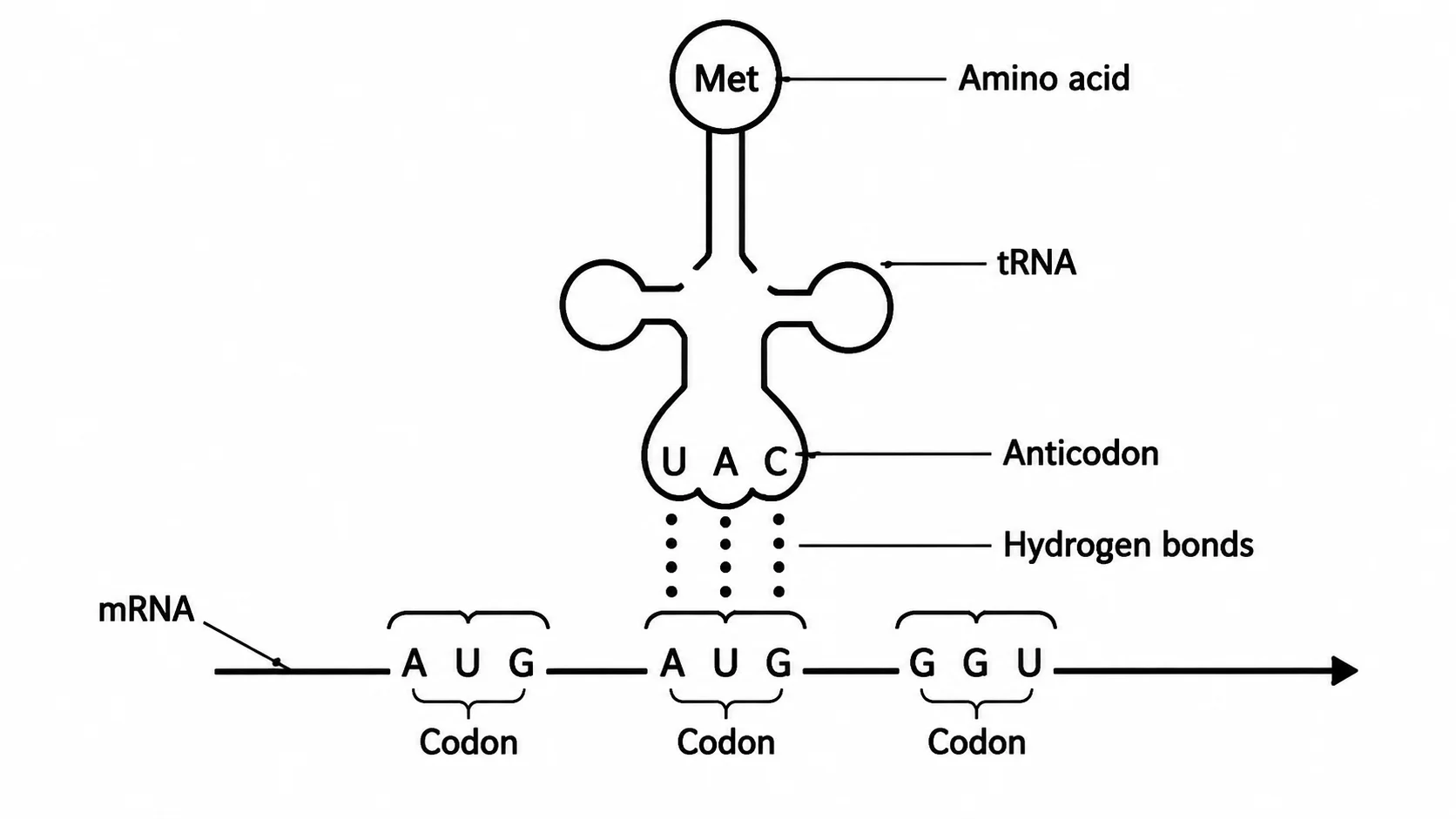 Codon and anticodon base pairing diagram showing mRNA codons matched to tRNA anticodons with the corresponding amino acid.