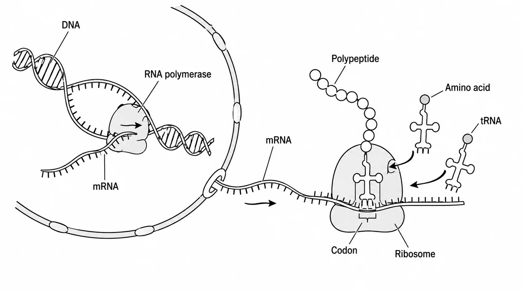 Full protein synthesis diagram showing DNA to mRNA to protein with all key molecules labeled.