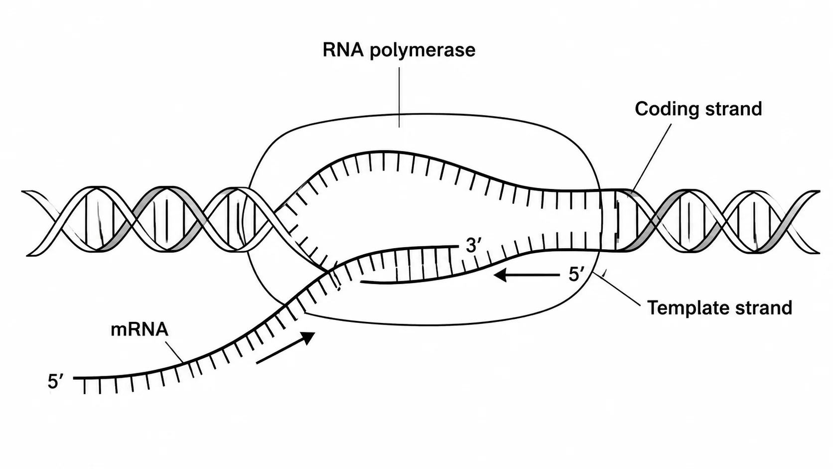 Close-up transcription diagram showing RNA polymerase reading the template DNA strand and building an mRNA molecule.
