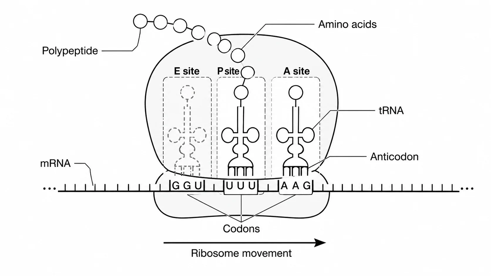 Close-up translation diagram showing a ribosome on mRNA with tRNA molecules delivering amino acids and a polypeptide chain forming.